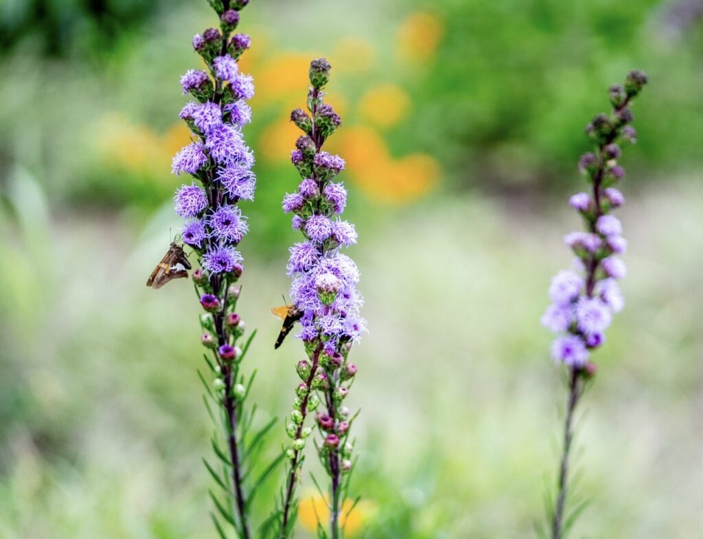 4th Grade_1st Place_Lincoln W