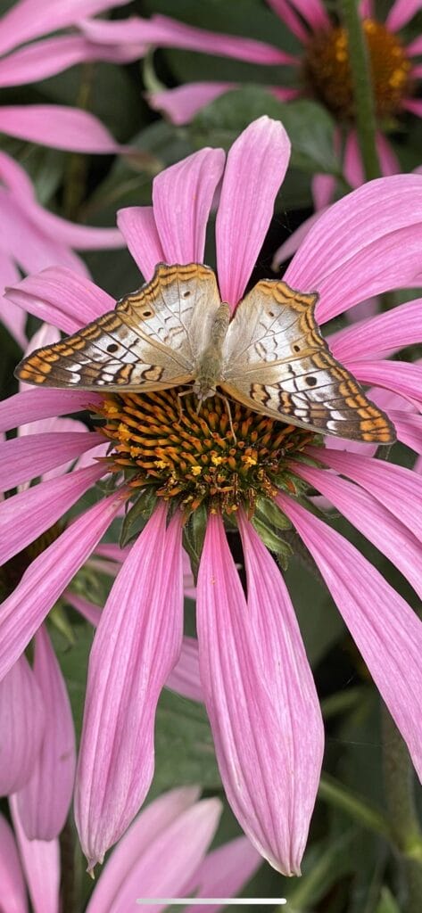 5th Grade_2nd Place_Neo Z.