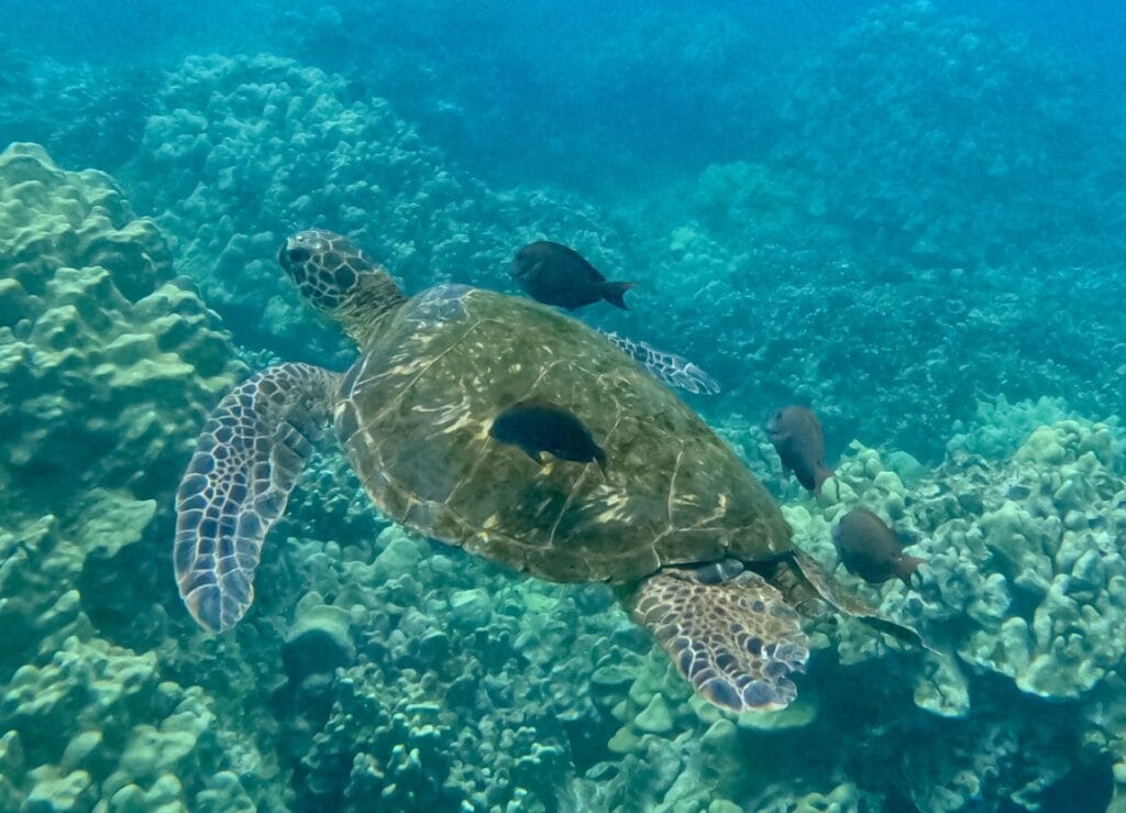 7th Grade_People's Choice_Maclayne C.