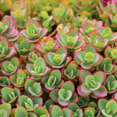 Kindergarten_People's Choice_Zuri G.